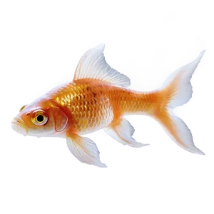 Goldfish Transparent Png Uek PNG Image