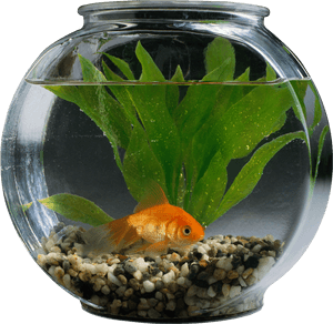 Fishbowl-image - Pet Fish In Aquarium, HD Png Download PNG image with transparent background