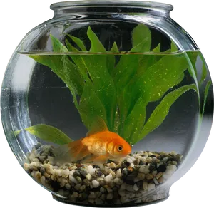 Goldfishin Bowl Aquatic Scene PNG Image