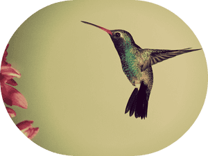 Google's Hummingbird Non-technical Explanation - Humming Bird, HD Png Download PNG image with transparent background