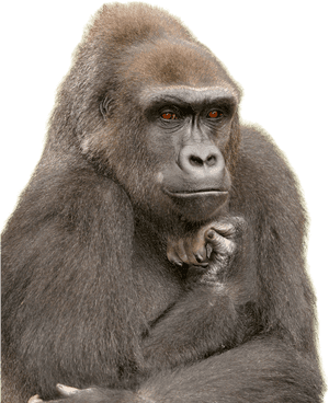 Gorilla Adjectives, HD Png Download PNG image with transparent background