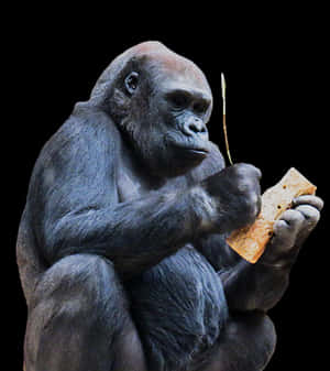 Gorilla Contemplating Object PNG image with transparent background