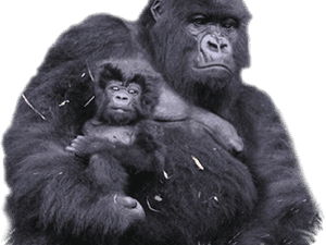 Gorilla Png Transparent Images - Mountain Gorilla Png, Png Download PNG image with transparent background