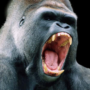 Gorilla_ Roaring_ Closeup.jpg PNG image with transparent background