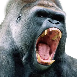 Gorilla_ Roaring_ Closeup.jpg PNG Image