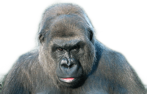 #gorilla - Western Lowland Gorilla, HD Png Download PNG image with transparent background