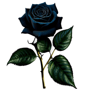 Gothic Black Roses PNG csd PNG