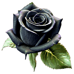 Gothic Black Roses PNG wjs PNG