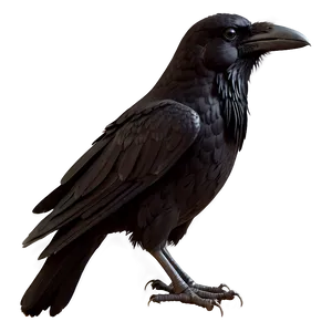 Gothic Raven Png 7 PNG Image