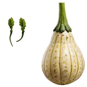 Gourd Plant Png 06292024 PNG Image