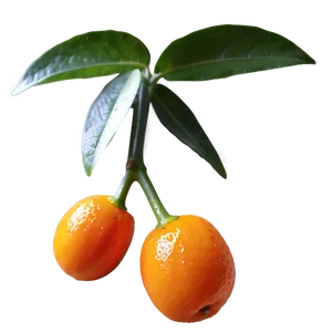 Gourmet Kumquat Png 06252024 PNG Image