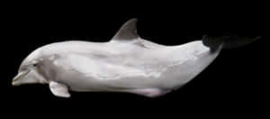 Graceful Dolphin Black Background PNG image with transparent background