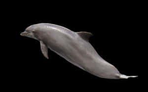 Graceful Dolphinin Dark Waters PNG image with transparent background