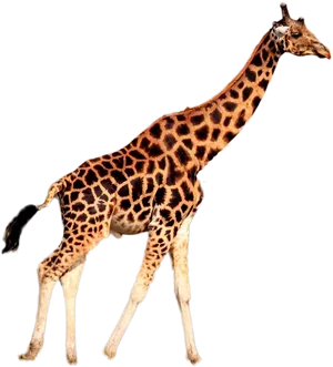 Graceful Giraffe Walking PNG Image