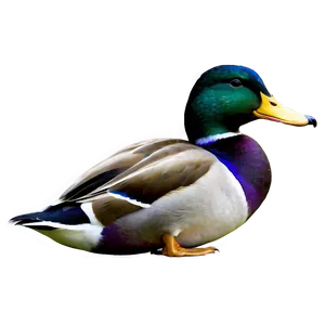 Graceful Mallard Duck Png Oem48 PNG Image