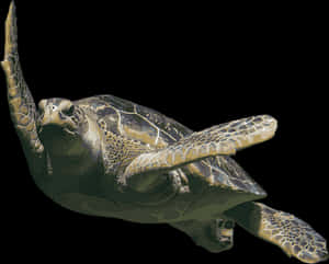 Graceful_ Sea_ Turtle_ Swimming PNG