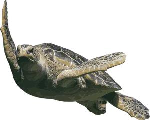 Graceful_ Sea_ Turtle_ Swimming PNG Image