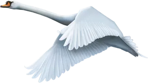 Graceful Swan In Flight PNG Image