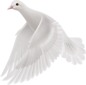 Graceful White Pigeon In Flight PNG Image