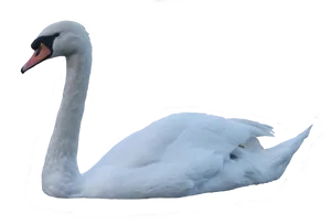 Graceful White Swanon Water PNG Image