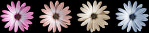 Flor, Púrpura, Flor Morada, Cerrar - Margen De Flores Moradas, HD Png Download PNG with transparent background