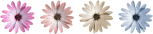 Gradient Color Flowers Black Background PNG Image