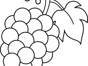 Grape Clipart Fruite - Black And White Grape Clipart, HD Png Download PNG image with transparent background