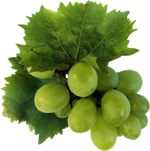 Grape, HD Png Download PNG image with transparent background
