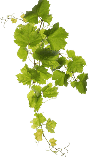 Grape Leaf Png , Png Download - Grape Leaves Water Color Png, Transparent Png PNG image with transparent background