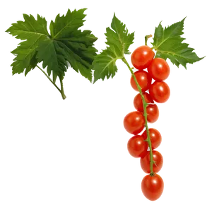 Grape Tomatoes Png Obg PNG Image