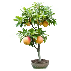 Grapefruit Tree Png Fqx89 PNG Image