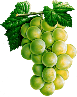 Grapes Fruit With Name, HD Png Download PNG image with transparent background