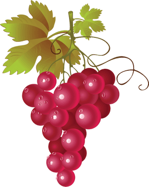 Grapes Image Png Clipart - Red Grapes Vector Png, Transparent Png PNG image with transparent background