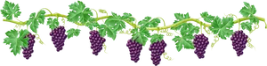 Grapevine Border Design PNG Image