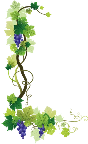 Grapevine Illustration Vertical PNG Image