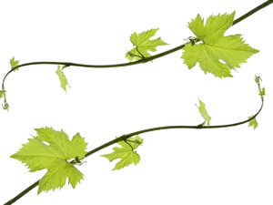 Grapevine Leaves Transparent Background PNG Image