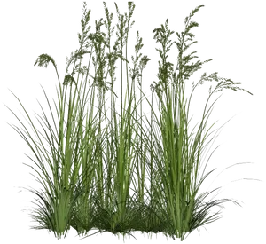 Grass Flower Clusters.png PNG Image