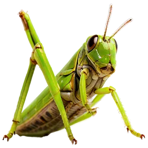 Grasshopper Close-up Png 06122024 PNG Image