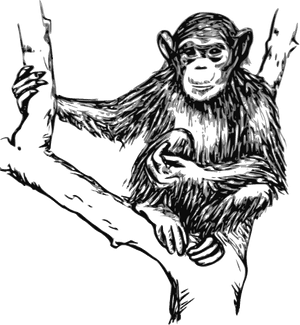 Grayscale Chimpanzee Svg Clip Arts - Chimpanzees In Black And White, HD Png Download PNG image with transparent background