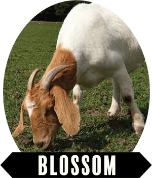 Grazing Goat Named Blossom PNG Image