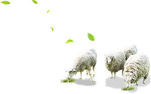 Grazing Sheep Transparent Background PNG Image