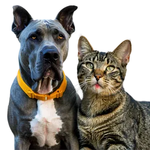 Great Dane And Cat Png 06212024 PNG Image