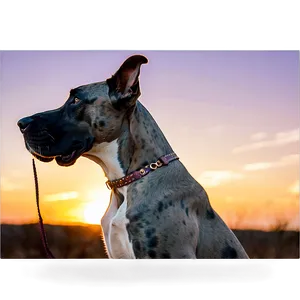 Great Dane At Sunset Png Rqh PNG Image