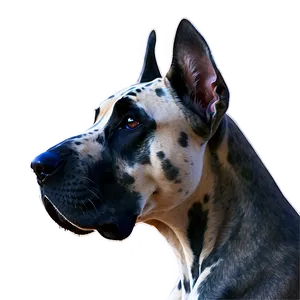 Great Dane Portrait Png Swn21 PNG Image