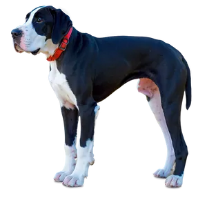 Great Dane Puppy Png 06212024 PNG Image