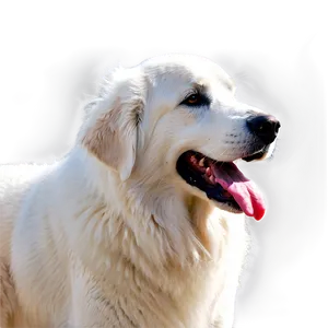 Great Pyrenees Guard Dog Png 87 PNG Image