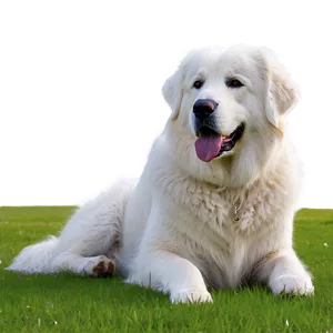 Great Pyrenees On Guard Png 96 PNG Image