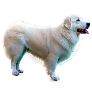 Great Pyrenees On Guard Png Ujn2 PNG Image