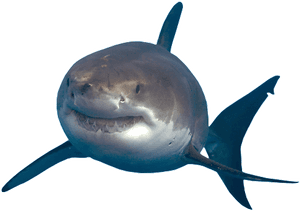 Shark Transparent Png - Great White Shark Shark PNG with transparent background