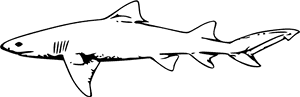 Great White Shark Clipart Shark Outline - Shark Black And White Clipart PNG image with transparent background